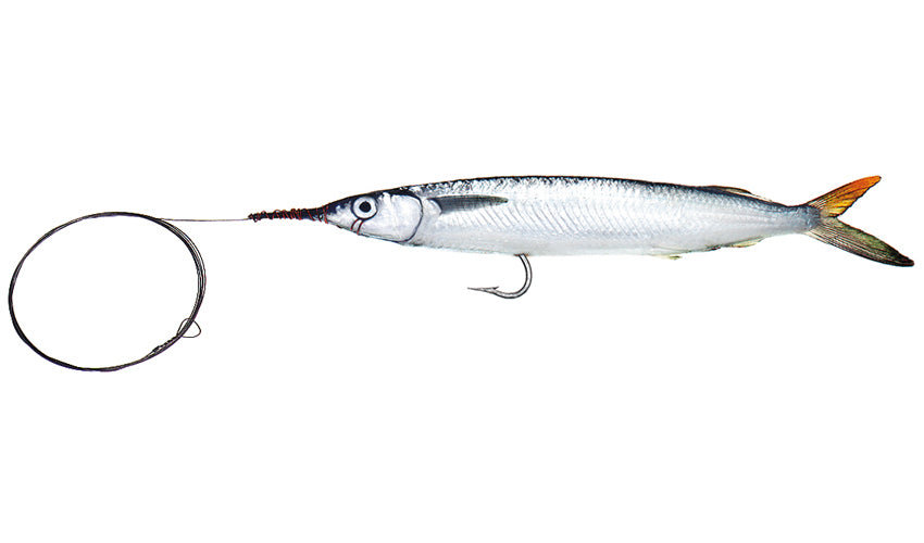 Medium Single Hook Ballyhoo with Wire Leader – Baitmasters of South Florida