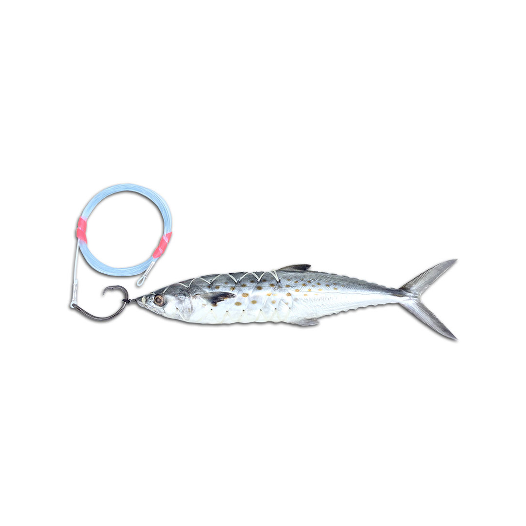 Circle Hook Spanish Mackerel
