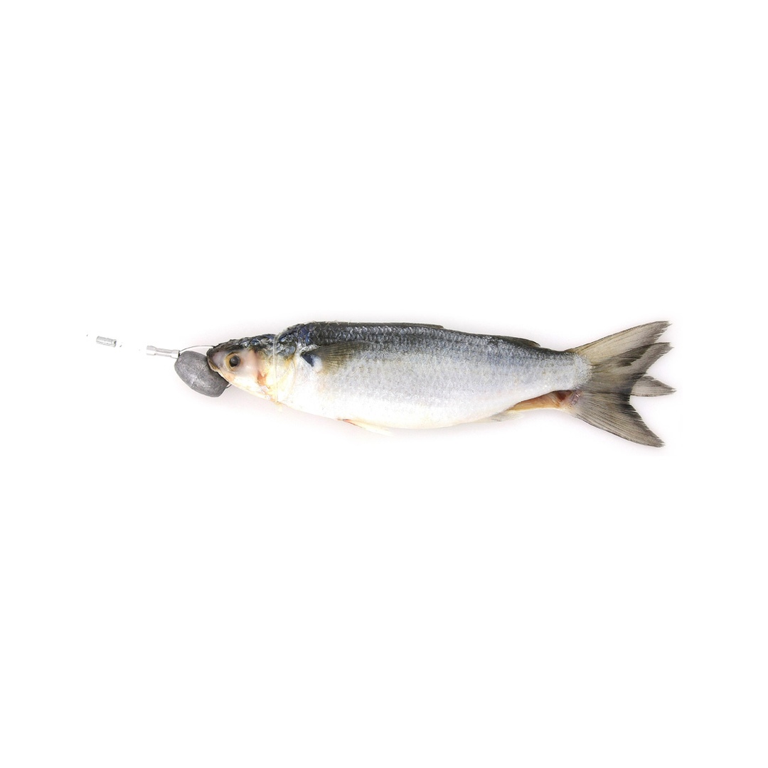 Rigged Dredge Silver Mullet