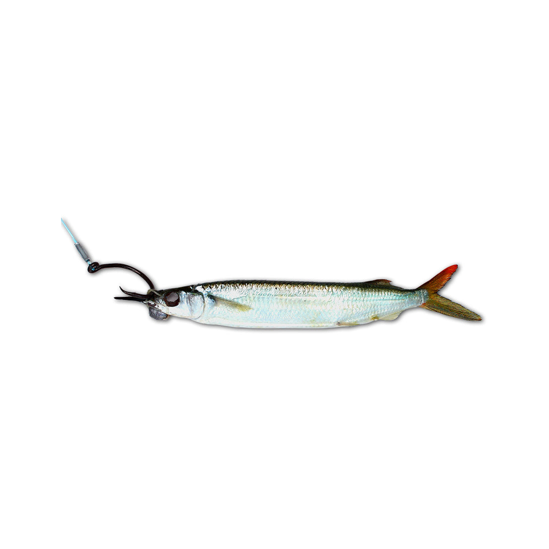 Horse Rigged Circle Hook Ballyhoo – Baitmasters of South Florida