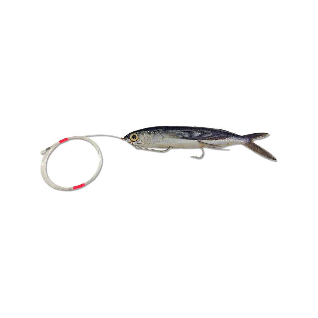 Medium Rigged Flying Fish with Monofilament Leader