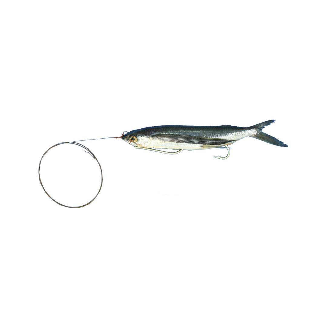 Medium Rigged Flying Fish with Wire Leader