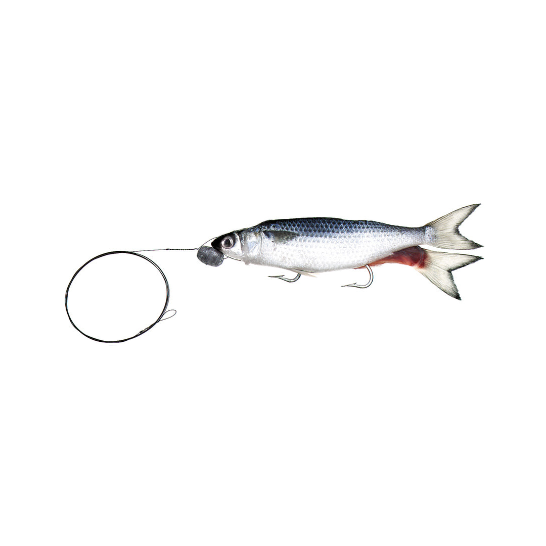 Trollers Double-Hook Silver Mullet with Wire Leader – Baitmasters of South Florida