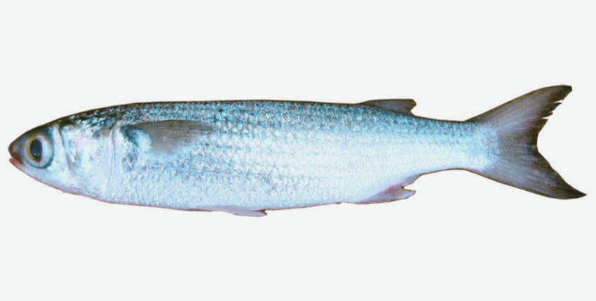 Unrigged Silver Mullet