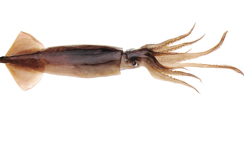 Unrigged Squid