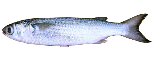 This is an image of the Dredge 8-9 inch Wedged Head And Deboned Unrigged Silver Mullet