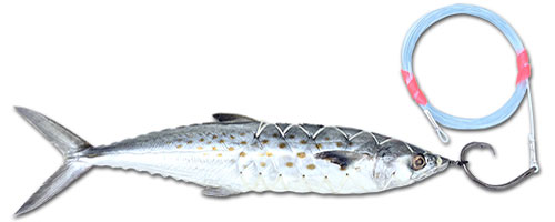 This is an image of the Circle Hook Spanish Mackerel