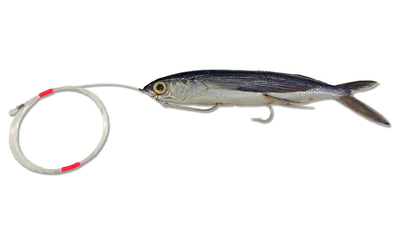 Rigged Flying Fish