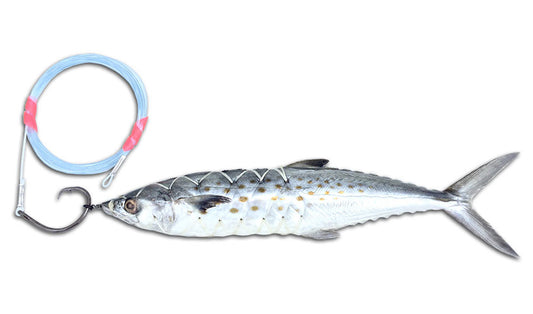 Circle Hook Spanish Mackerel