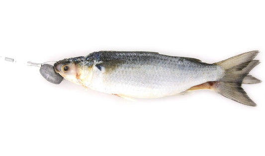 Rigged Dredge Silver Mullet