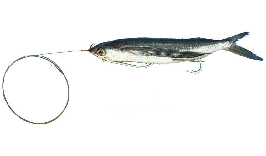 Medium Rigged Flying Fish with Wire Leader