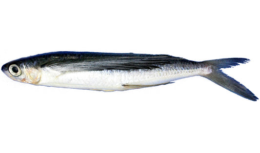 Unrigged Flying Fish