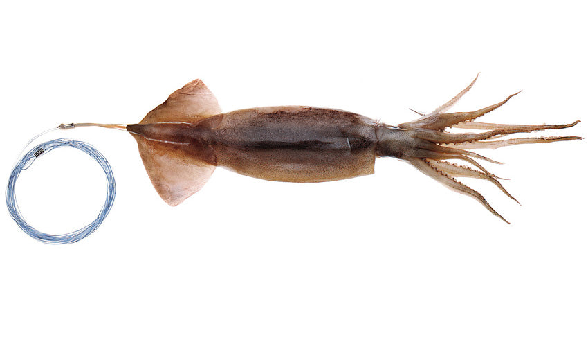 Pro-Series Horse Squid