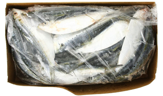 Threadfin Herring