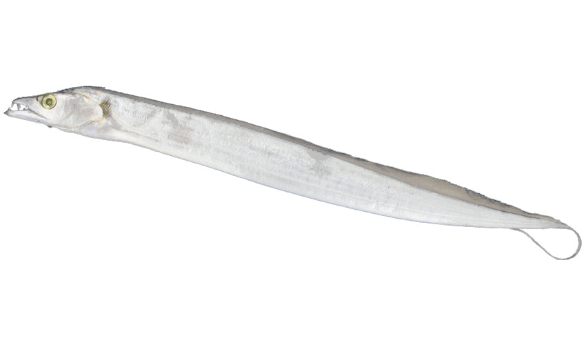 Unrigged Ribbonfish