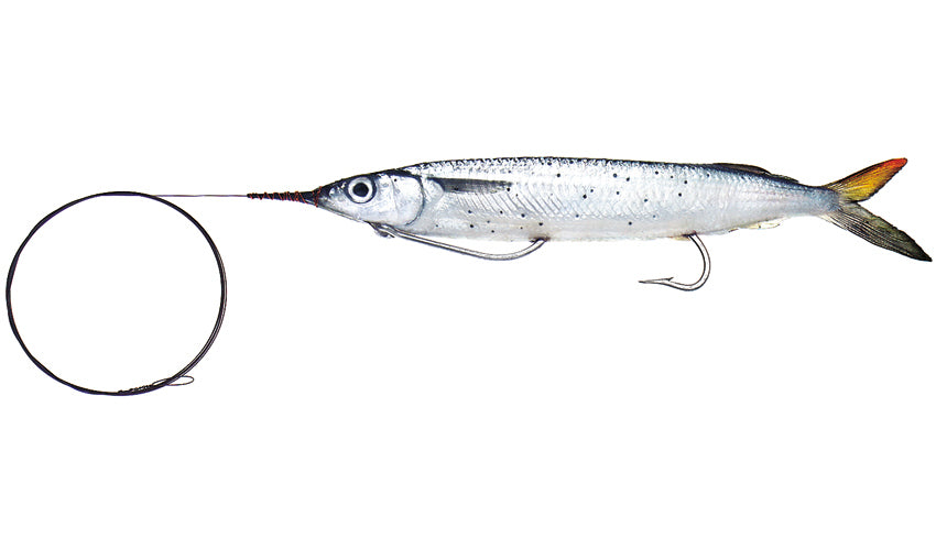 Wahoo Special Horse Ballyhoo