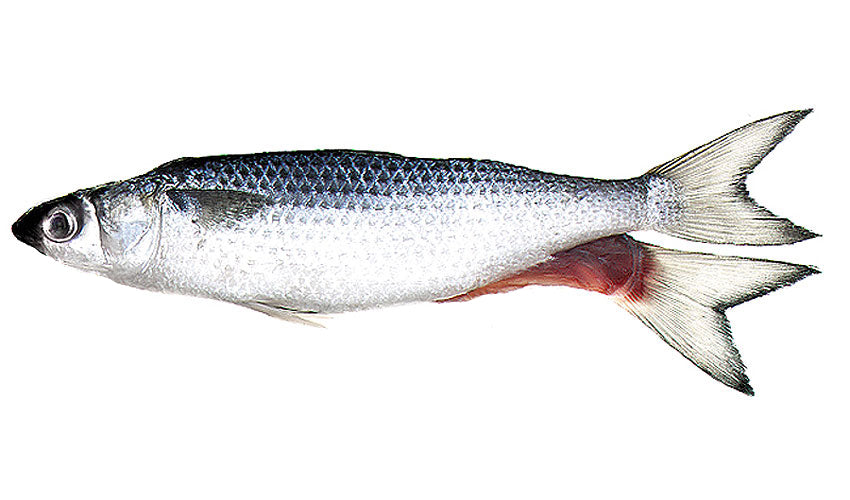 Unrigged Silver Mullet