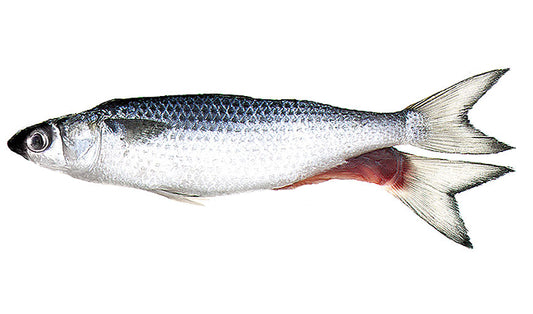Unrigged Silver Mullet
