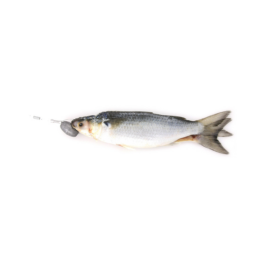 Rigged Dredge Silver Mullet