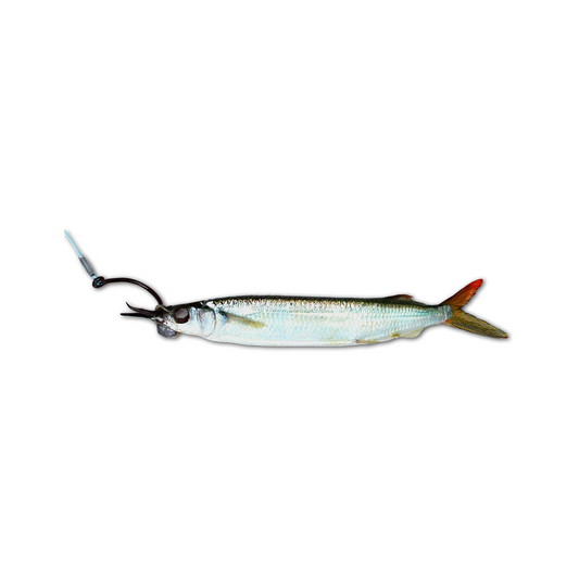 Horse Rigged Circle Hook Ballyhoo