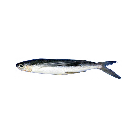 Unrigged Flying Fish
