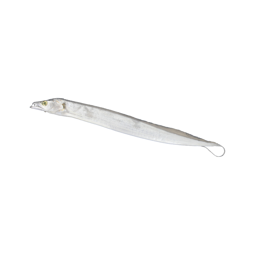 Unrigged Ribbonfish