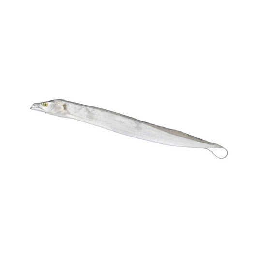 Unrigged Ribbonfish