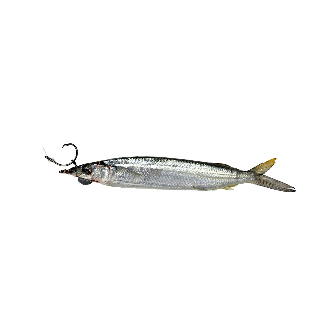 Medium Circle Hook Ballyhoo