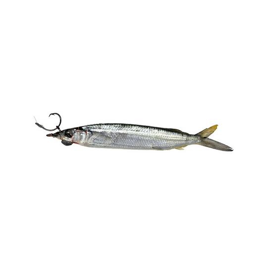 Medium Circle Hook Ballyhoo