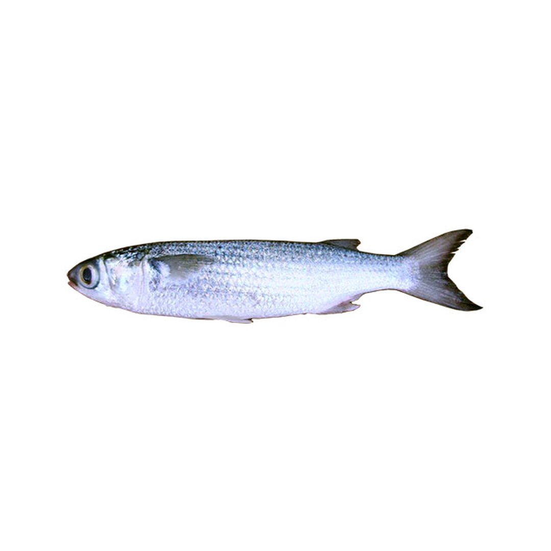 Unrigged Silver Mullet