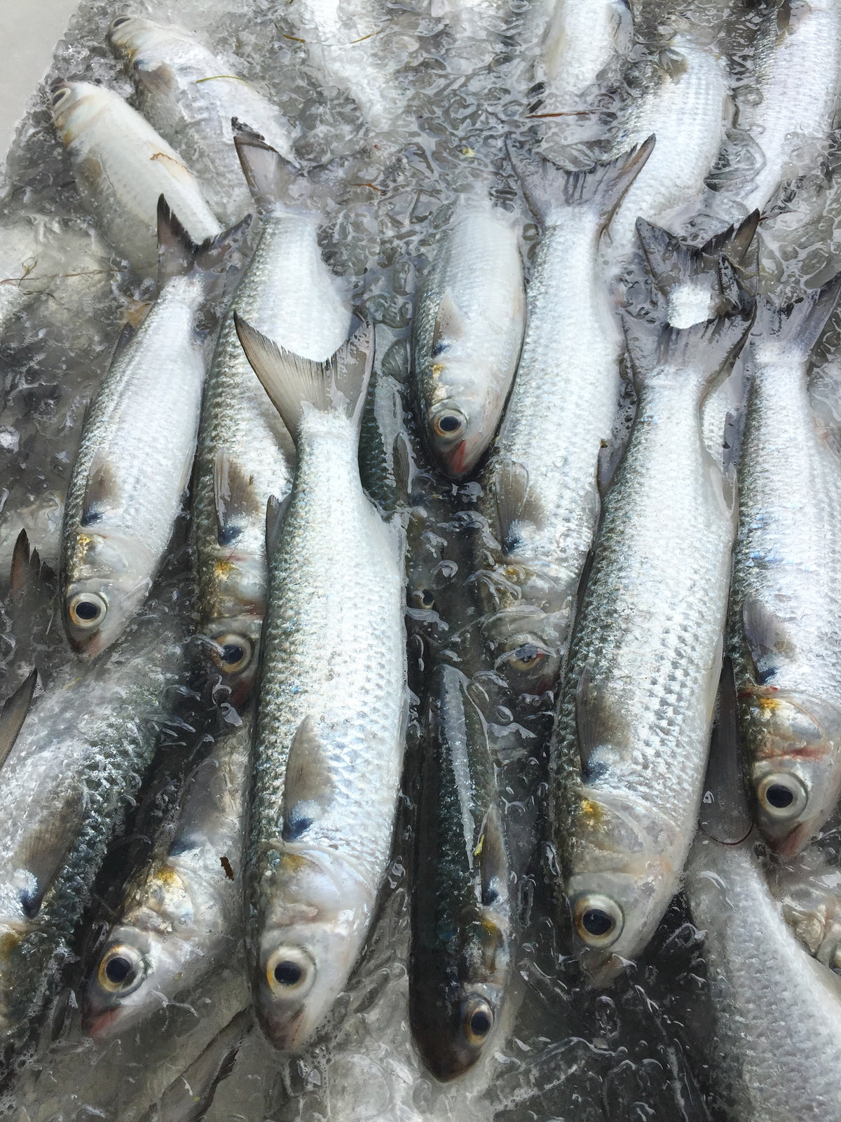 Mullet – Baitmasters of South Florida