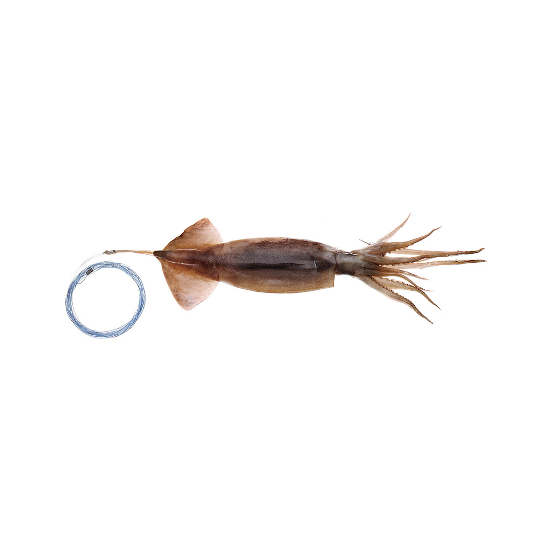 Pro-Series Horse Squid