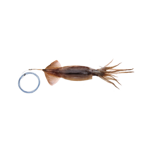 Pro-Series Horse Squid