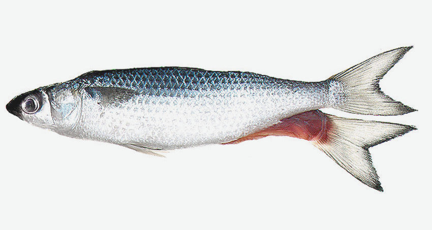 Unrigged Silver Mullet