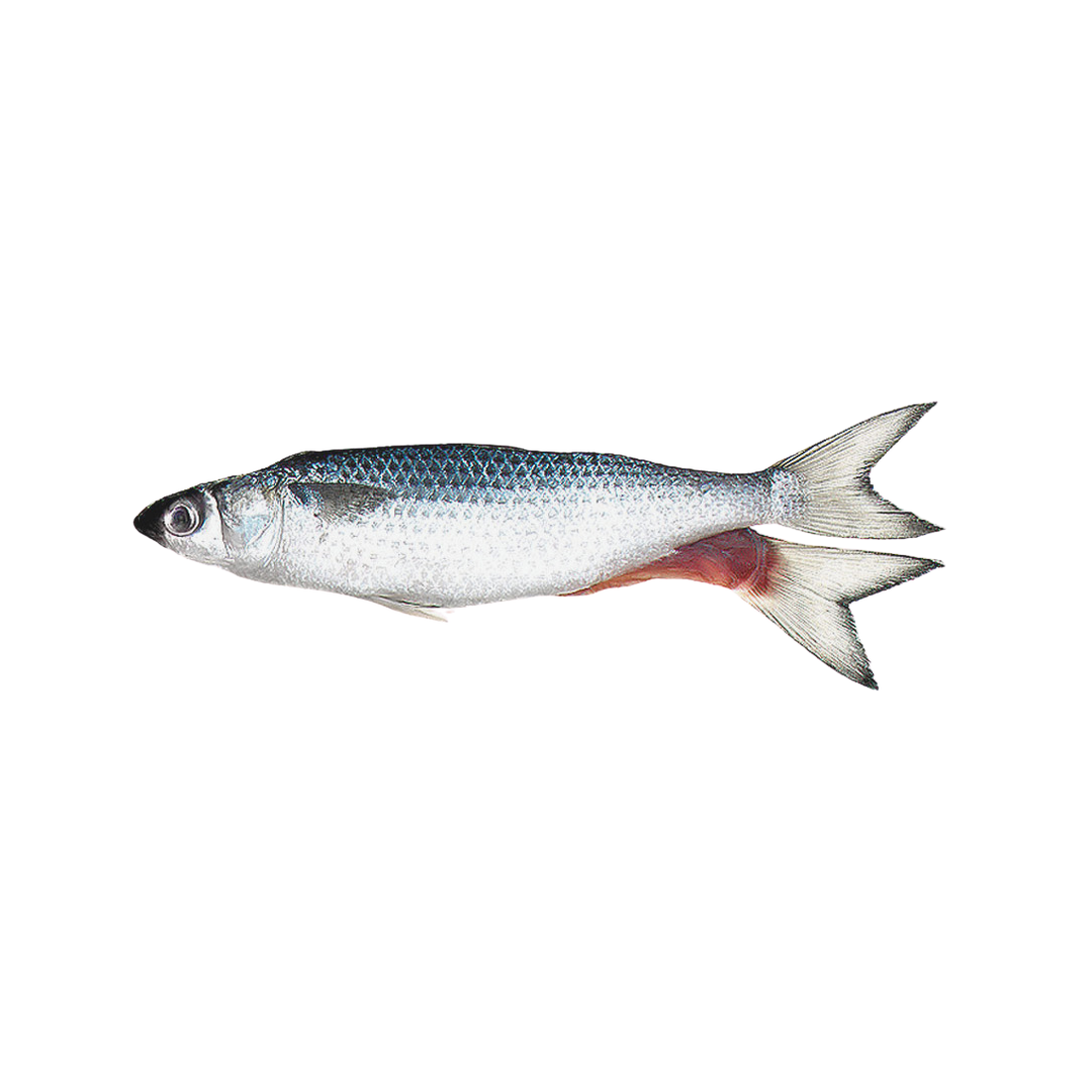 Unrigged Silver Mullet