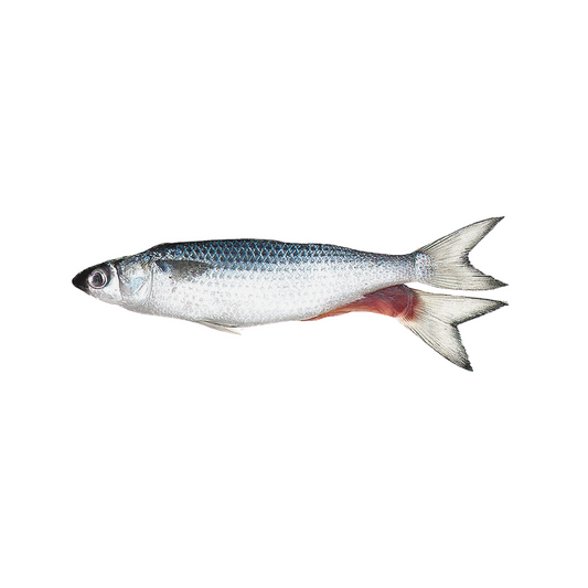Unrigged Silver Mullet