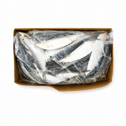 Threadfin Herring
