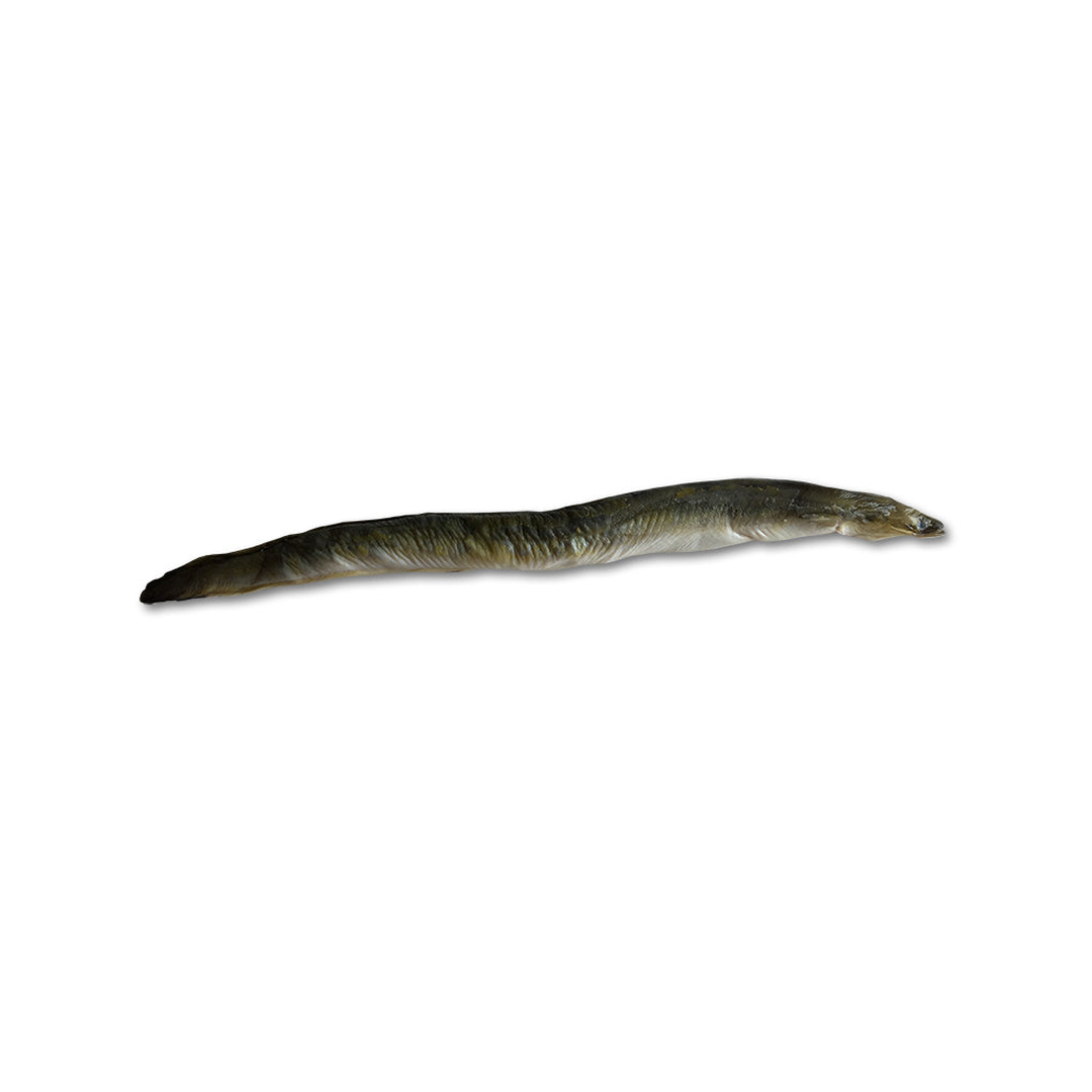Unrigged Saltwater Eel