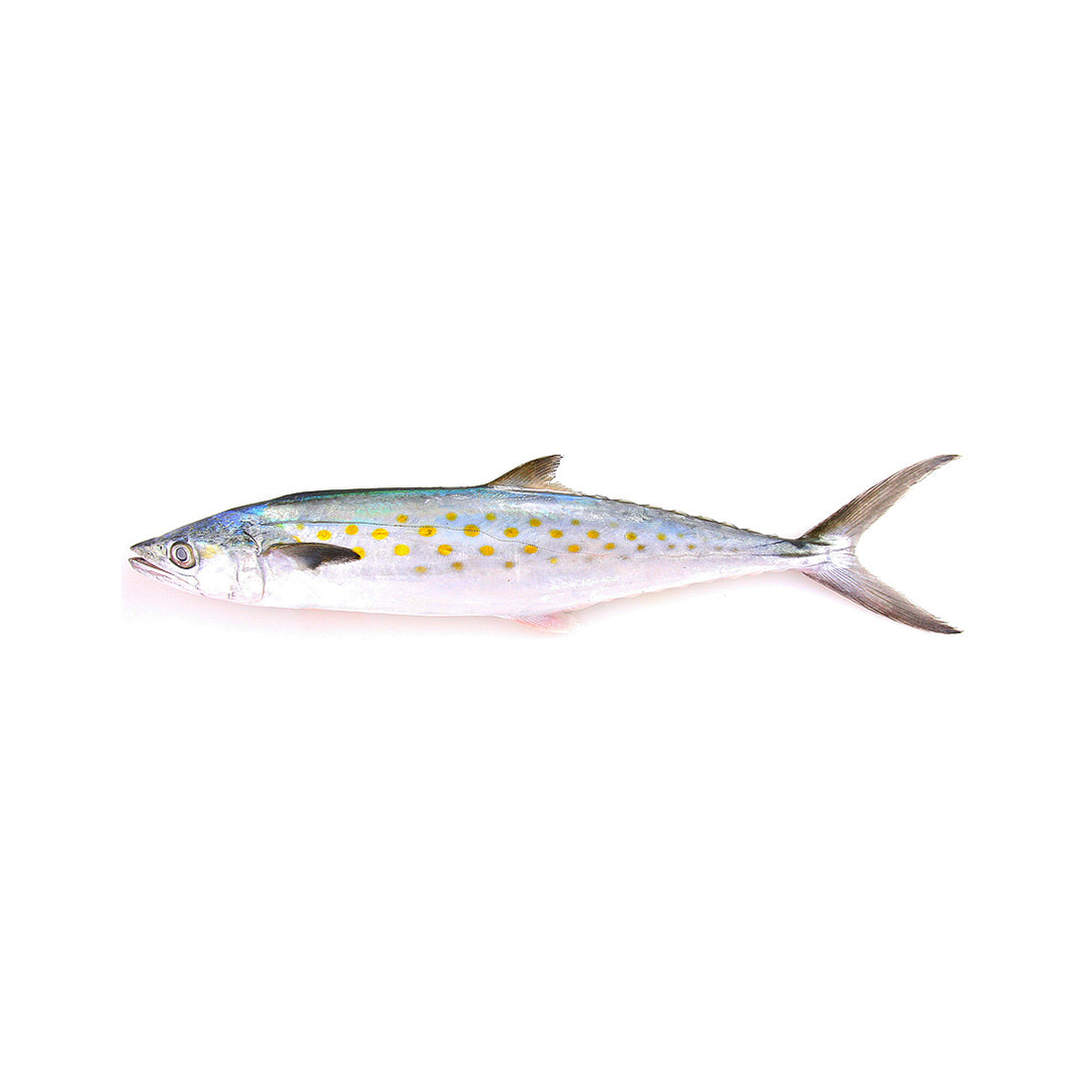 Unrigged Spanish Mackerel