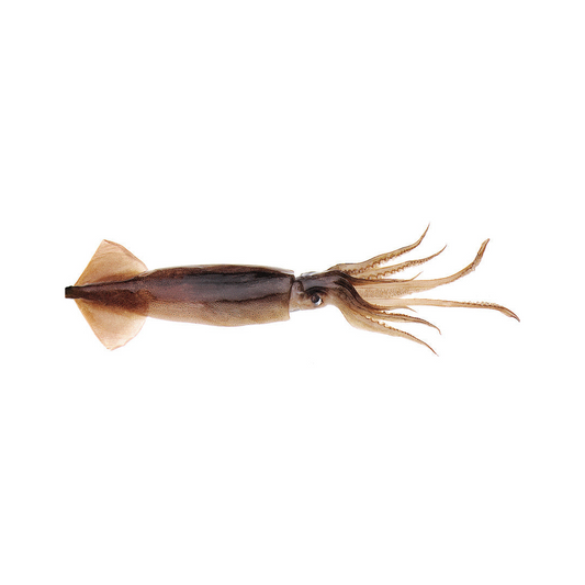 Unrigged Squid