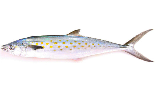Unrigged Spanish Mackerel