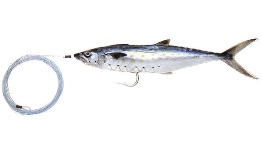 Pro-Series Rigged Spanish Mackerel
