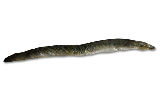 Unrigged Saltwater Eel
