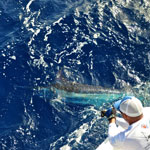 Brett Peeples aboard the 'Full Time' fighting a blue marlin down in the Dominican Republic. He fished for two days and was 6 for 10 in his two days of fishing. We raised a couple of doubles and a quad. We had an excellent season down here catching 26 Blue Marlin and 7 White Marlin using Baitmasters bait. Thank you for your excellent customer service and awesome bait.<br />Capt. Bric Peeples/Mate Vinny Delgado/Capt John Travaline