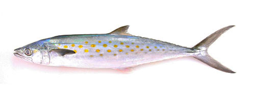 This is an image of the Small Unrigged Spanish Mackerel