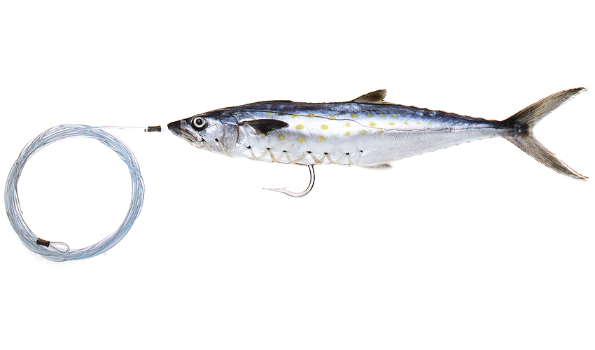 spanish mackerel on bait - Hooked Up Magazine