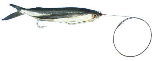 MagBay Lures Flying Fish Black 7in Stinger Rigged